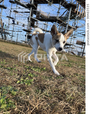 保護犬在草坪上跑來跑去玩耍 保護犬在草坪上跑來跑去玩耍 99483535