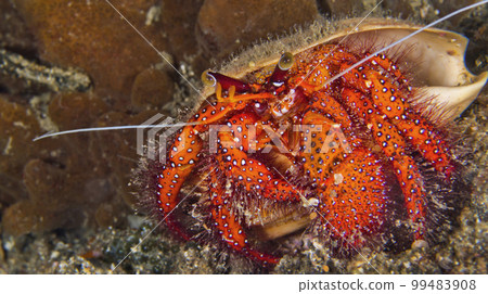 White Spotted Hermit Crab, Lembeh, Indonesia 99483908