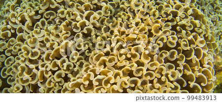Crescent-tentacled coral, North Sulawesi, Indonesia 99483913