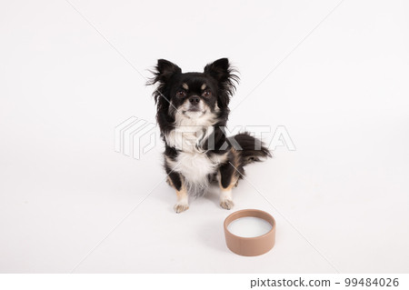 坐在寵物奶前等待的黑色棕褐色長大衣吉娃娃 99484026