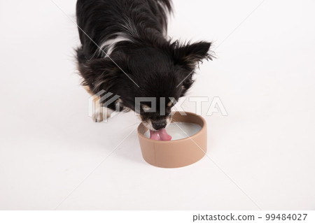 black tan long coat chihuahua drinking pet milk black tan long coat chihuahua drinking pet milk 99484027