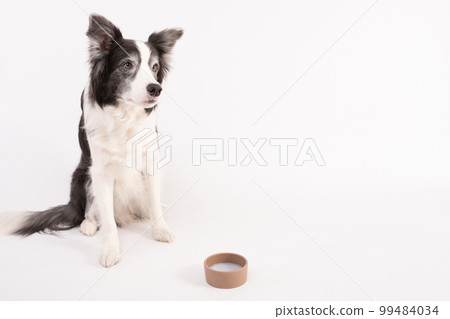 A border collie sitting in front of you and waiting for pet milk 99484034