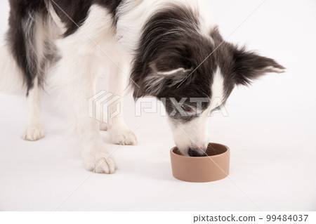 border collie drinking pet milk on white background border collie drinking pet milk on white background 99484037