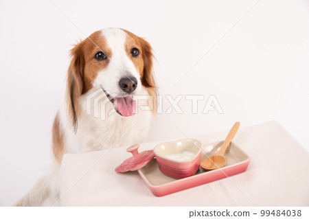 Kooikerhondje waiting for unsweetened yogurt in front of you 99484038