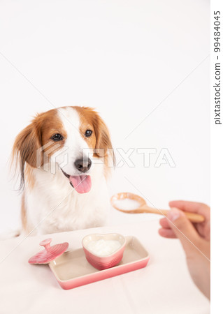 Kooikerhondje being fed unsweetened yogurt with a spoon Kooikerhondje being fed unsweetened yogurt with a spoon 99484045