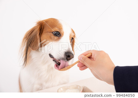 Kooikerhondje being fed unsweetened yogurt with a spoon 99484050