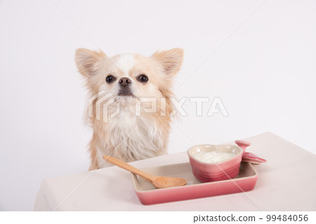 A long-coated Chihuahua waiting for unsweetened yogurt in front of you A long-coated Chihuahua waiting for unsweetened yogurt in front of you 99484056