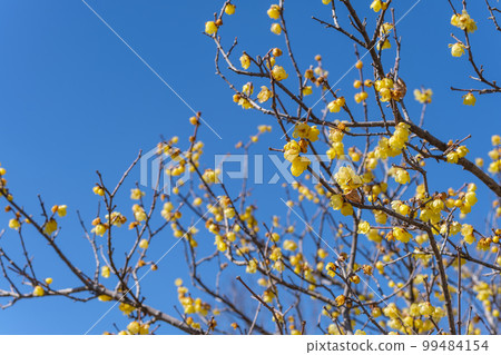 Japanese allspice (wintersweet) flowers in spring 99484154