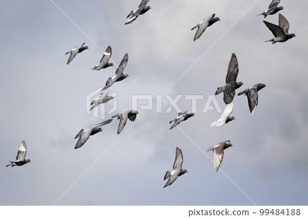 flock of homing pigeon flying against cloudy sky flock of homing pigeon flying against cloudy sky 99484188
