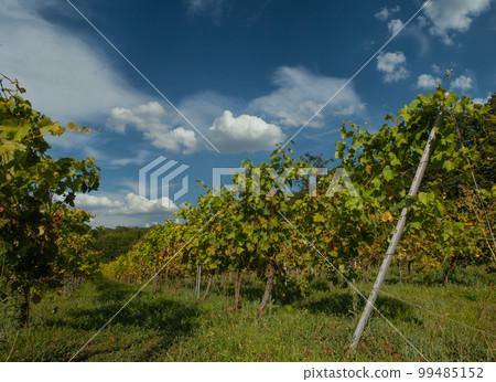Summer vineyard background with blue sky 99485152