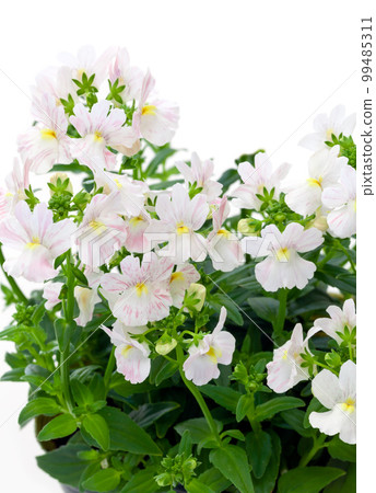 Nemesia Fairy Marble Pink 99485311