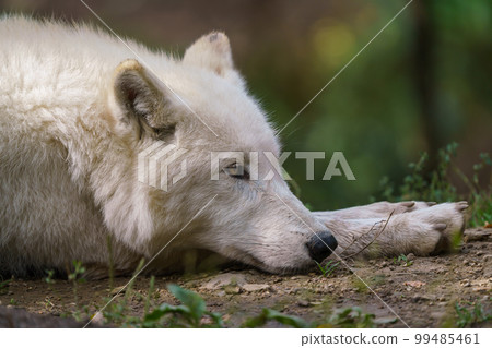 Arctic wolf enjoying the morning sun (Canis lupus arctos) 99485461