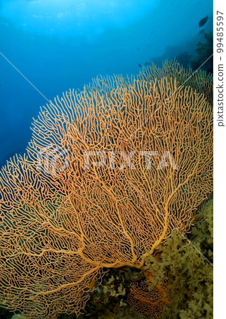 Sea Fan, Red Sea, Egypt 99485597