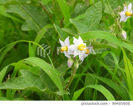 Warunasubi(野草)的白花 Warunasubi(野草)的白花 99485608