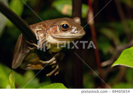 Madagascan Treefrog, Boophis madagascariensis, frog from Andasibe-Mantadia National Park, Madagascar wildlife 99485654