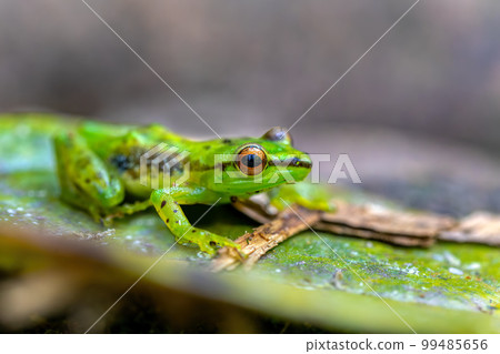 Guibemantis pulcher, Andasibe-Mantadia National Park, Madagascar wildlife 99485656