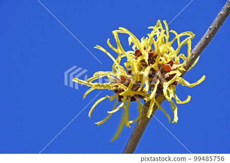 Manxaku (full crop) 99485756