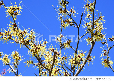 Manxaku(全麥) Manxaku(全麥) 99485880