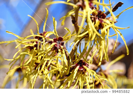 Manxaku (full crop) 99485882