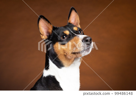 Portrait of smiling african basenji breed dog on brown background Portrait of smiling african basenji breed dog on brown background 99486148