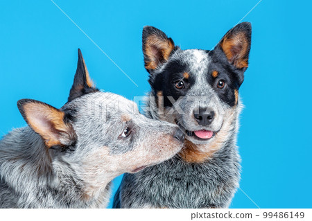 Two cute puppies breed australian cattle dog or blue heeler playing together, isolated on blue background Two cute puppies breed australian cattle dog or blue heeler playing together, isolated on blue background 99486149