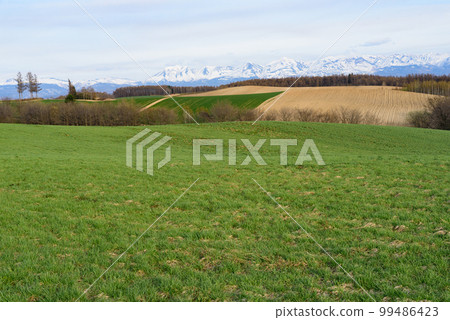 Furano spring fields Furano spring fields 99486423