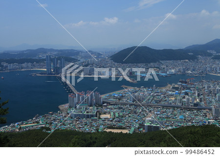 東萊山太宗台紫陽花東萊區釜山 東萊山太宗台紫陽花東萊區釜山 99486452