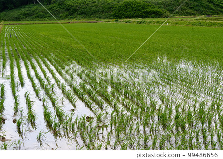 Paddy fields in Hokkaido 99486656