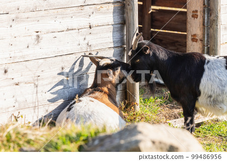 Two young goats are playing next to a barn in the countryside (selective focus) 99486956