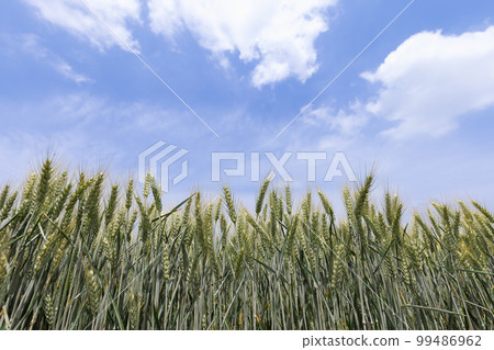 Spikelets of ripening wheat in a row against the blue sky (Selective focus) Spikelets of ripening wheat in a row against the blue sky (Selective focus) 99486962