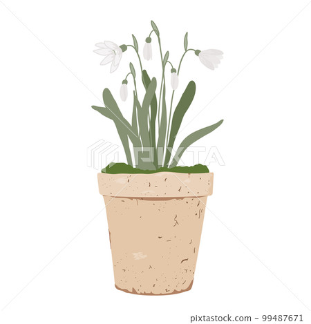 Potted snowdrops isolated on white background. First spring flowers in vintage clay pot, vector illustration. 99487671