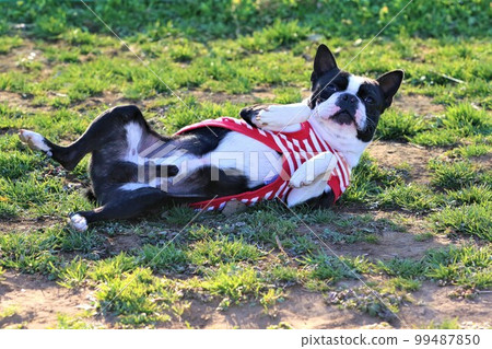 Mighty, a Boston terrier lying on his back on the grass of a dog run in spring and staring at him cutely Mighty, a Boston terrier lying on his back on the grass of a dog run in spring and staring at him cutely 99487850