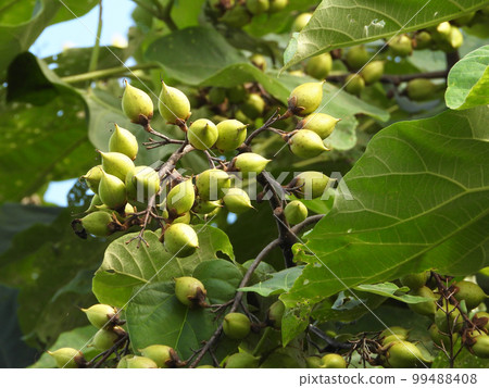 paulownia fruit 99488408