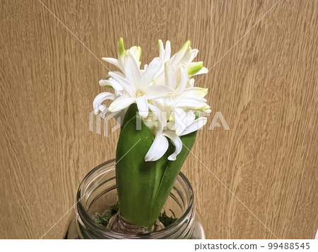 beautiful hyacinth flower beautiful hyacinth flower 99488545