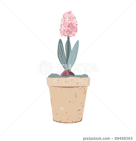 Pink hyacinth in a clay vintage flower pot isolated white background. Vector illustartion. Pink hyacinth in a clay vintage flower pot isolated white background. Vector illustartion. 99488563