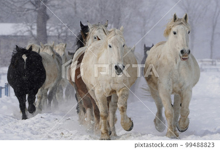 horse chasing in winter 99488823