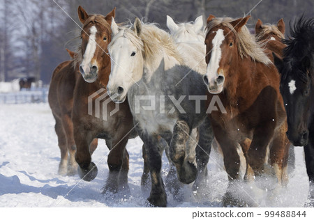 horse chasing in winter 99488844