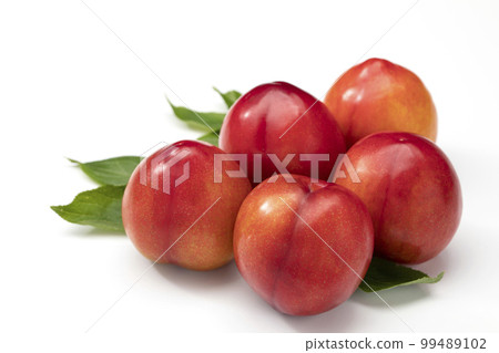 白底梅花 白底梅花 99489102