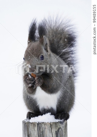 Ezo squirrel in the snow 99489155