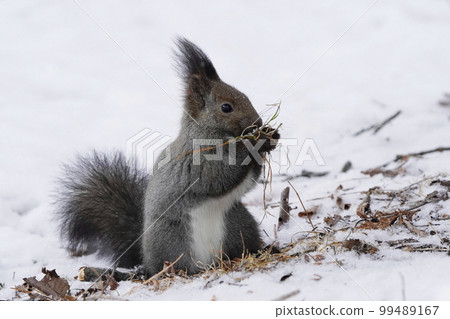 雪中的蝦夷松鼠 99489167