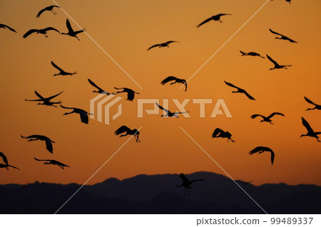 Hooded cranes and white-naped cranes flying at sunrise Hooded cranes and white-naped cranes flying at sunrise 99489337