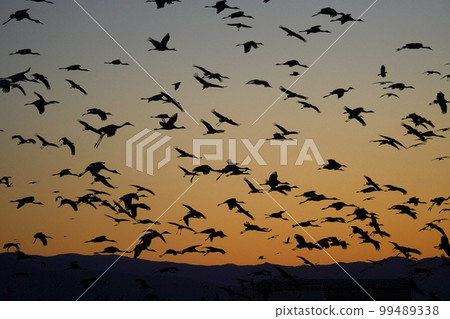Hooded cranes and white-naped cranes flying at sunrise Hooded cranes and white-naped cranes flying at sunrise 99489338