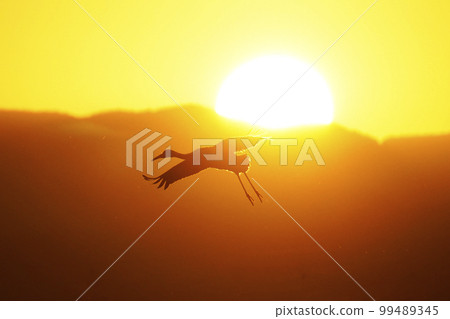 丹頂鶴和白枕鶴日出飛翔 99489345