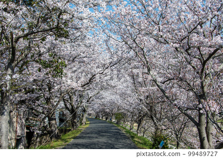 岡山縣著名的賞櫻勝地井原堤，長達2公里的櫻花隧道是一條令人放鬆的長廊 99489727