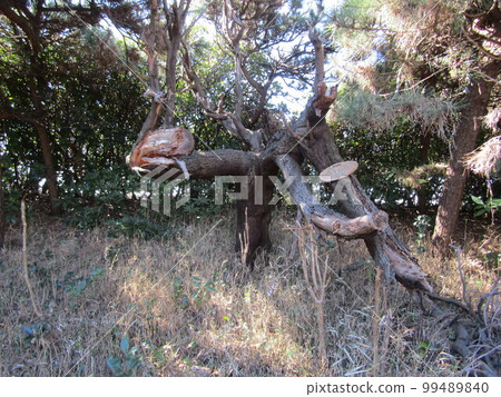 Old tree of Morishima acacia withered on the prefectural road side road of Kemigawahama Old tree of Morishima acacia withered on the prefectural road side road of Kemigawahama 99489840