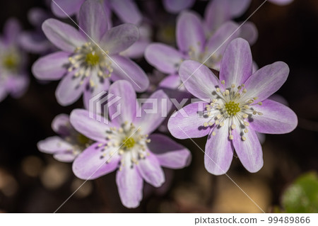 [Niigata Prefecture/Sado] A gift of early spring, Yukiwariso 99489866
