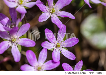 [Niigata Prefecture/Sado] A gift of early spring, Yukiwariso 99489889