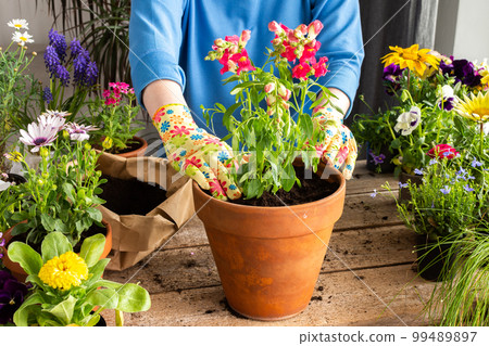 Woman transplanting a flower Antirrhinum 99489897