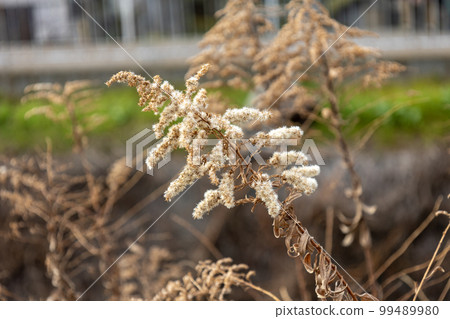 死黃花 (Goldenhair) 99489980