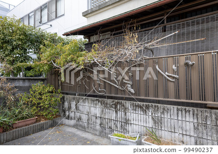 A wisteria tree entwined with the fence of an empty house A wisteria tree entwined with the fence of an empty house 99490237
